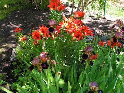 Tiigerliiliad ja Krookosed
Peaaegu kige suuremad lilled aias. Mida veel vaasi ligata annab ;)
Avainsanat: Lilled, Tiigerliiliad, Krookosed