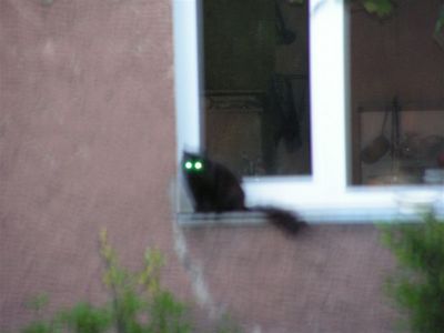 Musta kassi öösel uduselt näeb
Vähemalt siis, kui võimas välklamp võtta on ;)
[i]Vabandused Mutile mõnigase pimestamise eest... ;)[/i]
Ключевые слова: Mutt, Joone kassid