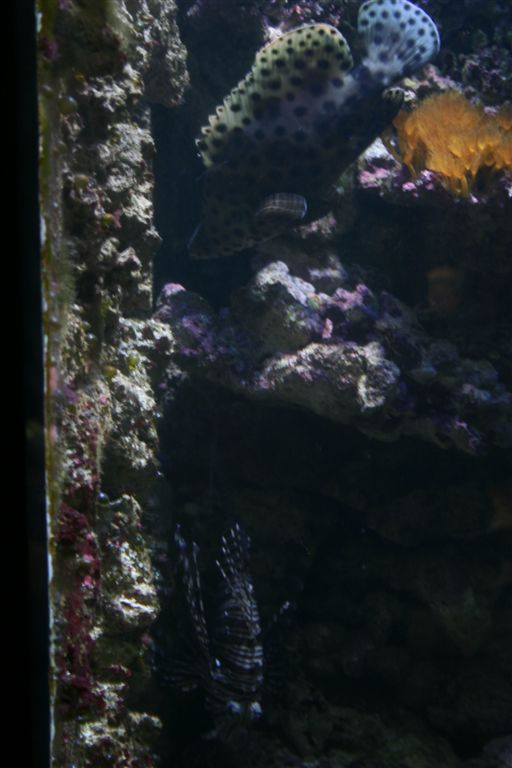 Sgad I
Meresgavuste akvaariumikalad :P
Vist esimene sga, mis sgana tundus. Prast tundusid mned papagoid ka kahtlaselt sgade moodi ;)
Keywords: Loomaaed, sga