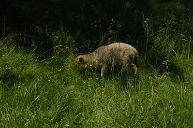Lambatall keset niitu
Nmma :D :P
Nyckelord: soomaa kuresoo lammas tall