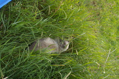 Kiskja
Tiger in the grass :P
