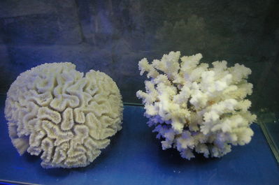 Korallmügrikud
Akvaariumis, hoiul vasakul 
