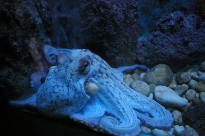Kaheksajalg lõunapausil
Akvaariumiakrobaatika
