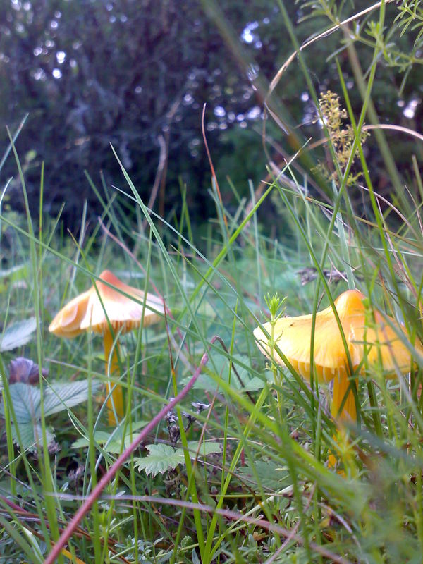 Seened! :D
Kollased kbarad rohelisel niidul
