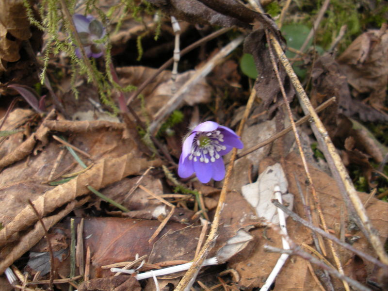 Sinisinisinilill
Kevadekuulutajad lehtede vahel
Avainsanat: lilled mets metsalilled