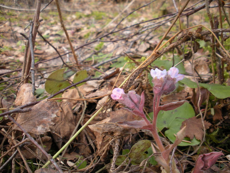 Kevadpungast
Ja see, mis pärast tuleb
Nyckelord: mets lilled metsalilled